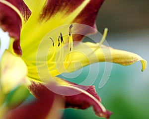 Exotic wildly coloured lily, close up