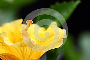 Exotic yellow hibiscus flower closeup