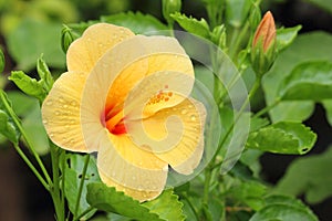 Exotic yellow hibiscus flower and plant