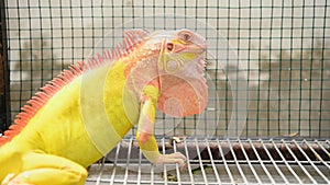 Exotic yellow and orange lizard iguana in zoo as human pet friend with natural background. Animal and reptile concept