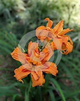 exotic yellowish orange daylily flower from a beautiful wild botanical garden with raindrops in the morning sun dew of a spring in