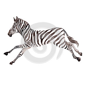 Exotic zebra wild animal in a watercolor style isolated.