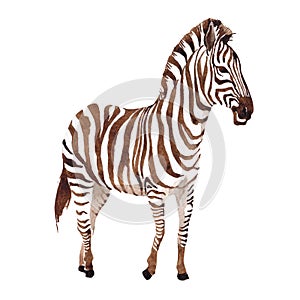 Exotic zebra wild animal in a watercolor style isolated.