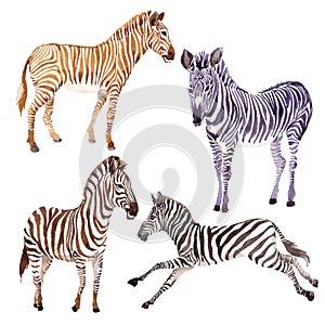 Exotic zebra wild animal in a watercolor style isolated.