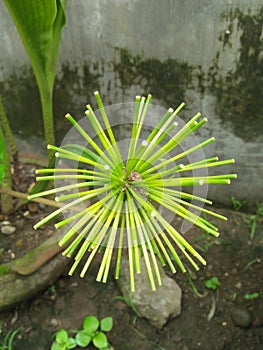 exotica adenium flower in mini garden photo