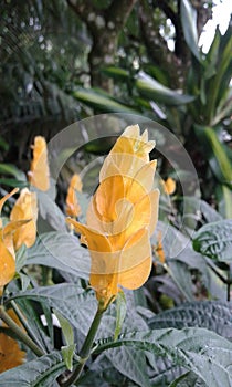 exotica colombia  flowers