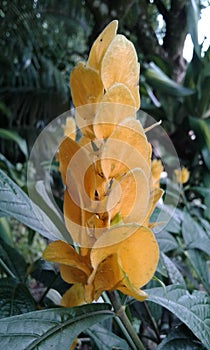 exotica colombia  flowers