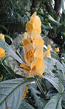 exotica colombia  flowers