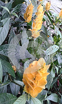 exotica colombia  flowers