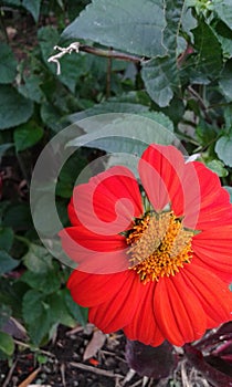 exotica colombia  flowers