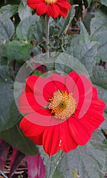 exotica colombia  flowers