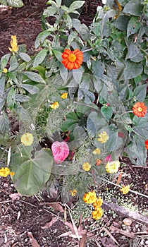 exotica colombia  flowers