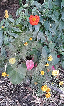 exotica colombia  flowers