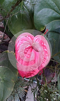 exotica colombia  flowers