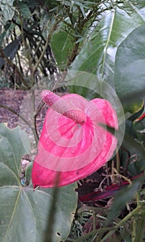 exotica colombia  flowers