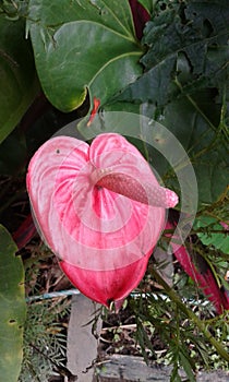 exotica colombia  flowers photo
