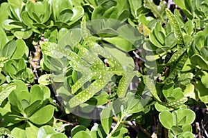 Exotical Plants Of Hawaii