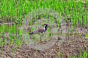 An exotically bird, red lapwing, is standing in a green rice field