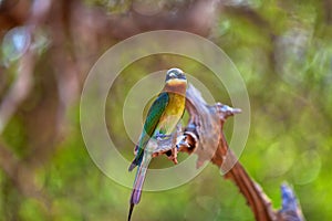 An exotically bird is sitting on a twig in the Yala Nationalpark