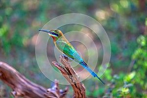 An exotically bird is sitting on a twig in the Yala Nationalpark