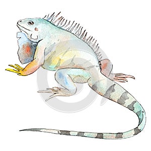 Exoticanimal wild animal in a watercolor style. Background illustration set. Isolated reptilia illustration element. photo