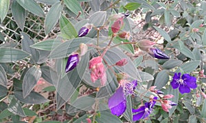 exoticas colombia photo