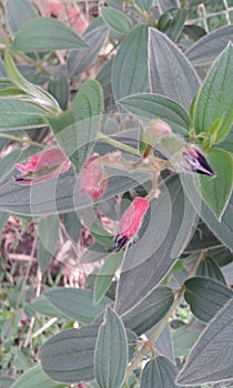 exoticas colombia photo