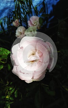 The exoticism of roses when the sun sets, forms a gradation of light and dark blends photo