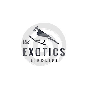 exotics bird perched branch sooty-headed Bulbul logo design icon vector illustration