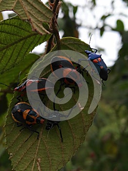 Exotics insects from Costa Rica on blackberrie leaf.