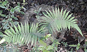 exotics ornamental pereira garden