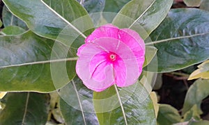 exotics  pereira colombia flowers