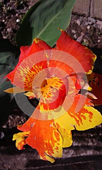 exotics  pereira colombia flowers