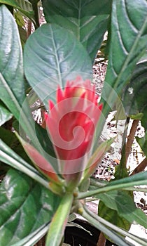 exotics  pereira colombia flowers photo