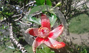 exotics flower pereira  colombia photo