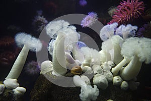 Expanded and contracted White Giant Plumose Anemone of the Pacific Ocean