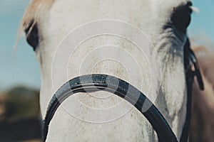 Expanded horse nostrils with rime on facial hairs