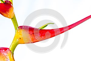 Expanded lobster claw - Heliconia latispatha