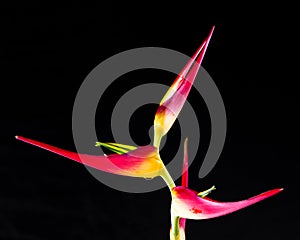 Expanded lobster claw - Heliconia latispatha