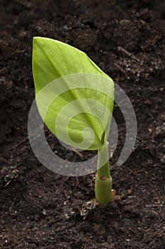 Expanding turmeric plant