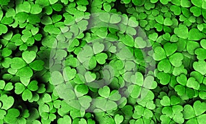 Expanse of four-leaf clovers photo