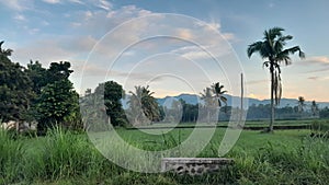 expanse of green nature with a mountainous background