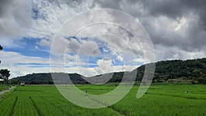 The expanse of green rice fields creates a beautiful and unique view