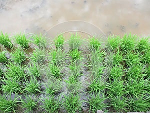 Expanse of green rice fields