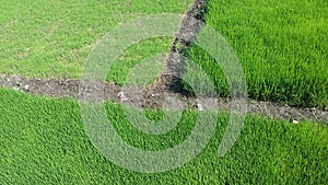 Expanse of green rice fields