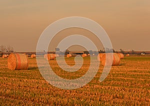 Expanse of hay cylindrical bales in a farmland