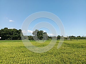 expanse of paddy fields with yellow rice ready to be harvested