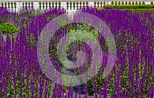 An expanse of purple sage flowers