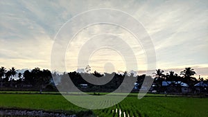 The expanse of rice fields with beautiful clouds expands