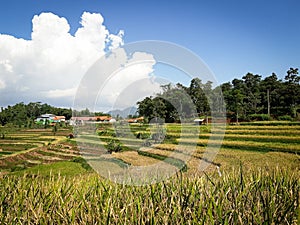 Expanse of rice fields, clouds, and trees become a beautiful sight in the village of Sukasari, Sumedang.